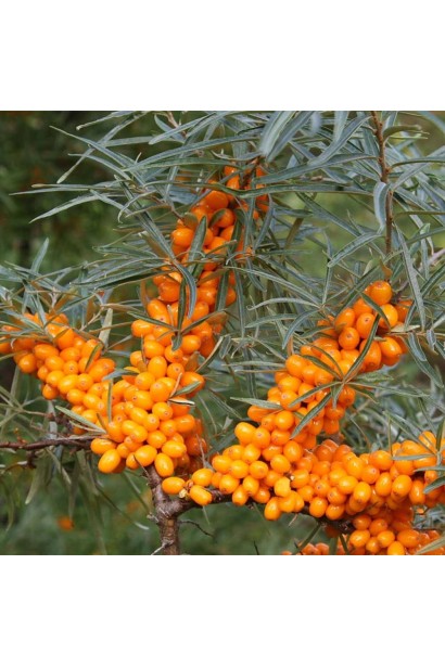Обліпиха звичайна Дора